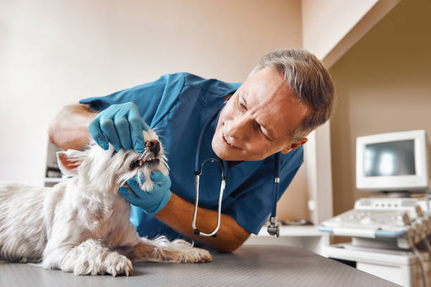 Best Emergency Dental Care for Trauma or Injury in North Webster, IN